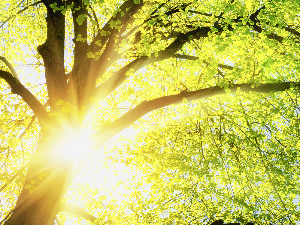 Frühlingsmotiv für Strom