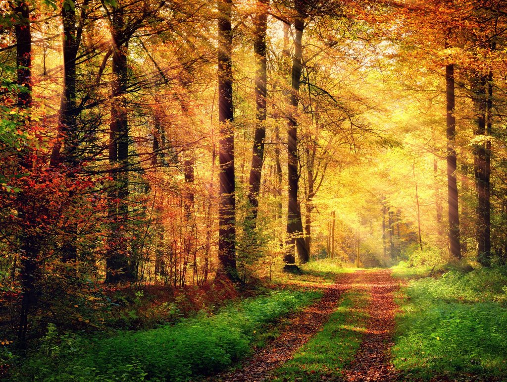 Ökostrom beziehen Herbstmotiv