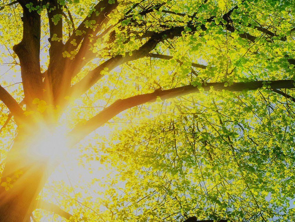Sonne scheint durch Baum im Frühling