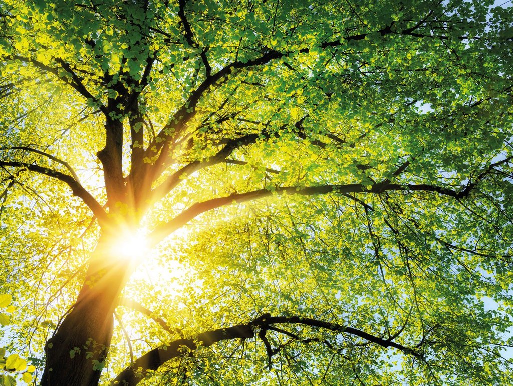 Grüne Baumkrone durch die die Sonne scheint