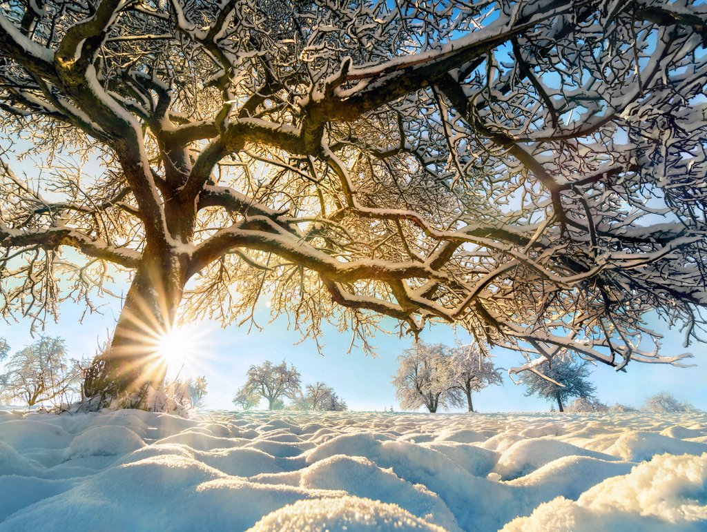 Imagebild, Sonne scheint über verschneiten Baum