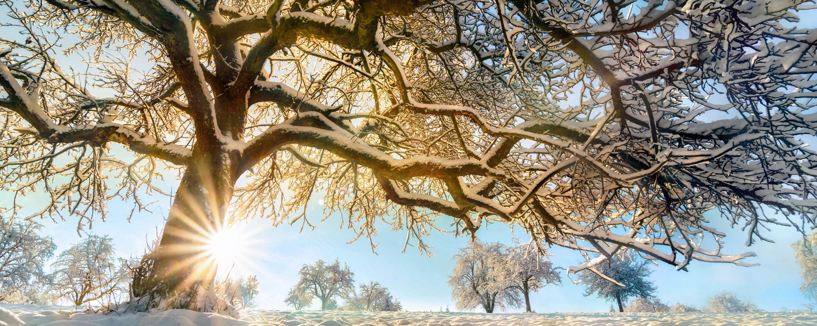 Imagebild, Sonne scheint über verschneiten Baum